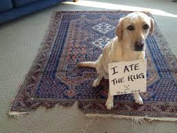 dog shaming