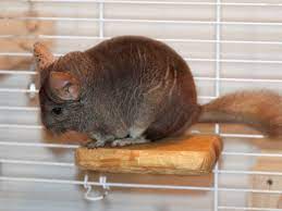 how to make your own chinchilla ledges