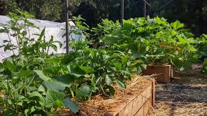 How To Start Organic Backyard Gardening