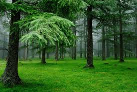 green forest wallpapers 60 images inside