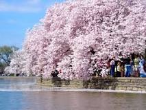 Where is the best place to see the cherry blossoms in Washington DC?