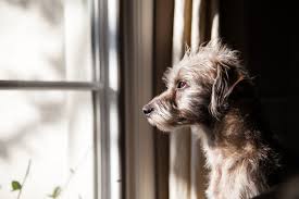 separation anxiety in dogs prevention
