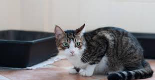 Cats and dogs show different signs when they have tummy troubles, and diarrhea is something they both experience. Cat Diarrhea Causes Symptoms Treatments Petfinder