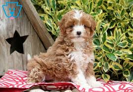 If you are unable to come pick up your puppy in person, visit our delivery view our currently available aussiedoodle, goldendoodle, mini bernedoodle, spanish water doodle and springerdoodle puppies. Spring Springerdoodle Puppy For Sale Keystone Puppies