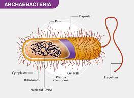 archaebacteria characteristics