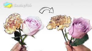 It is easy to preserve flowers yourself with two common household ingredients: How To Dry And Preserve Flowers Dried Flowers Rose And Carnations Youtube