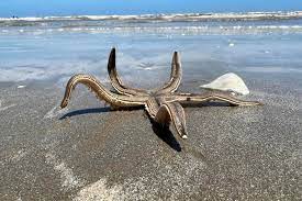 huge starfish found walking in the surf