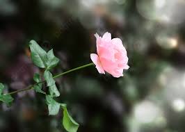 a pink rose flower light effect