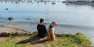 pet friendly travel in monterey county
