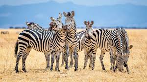 They often travel in mixed herds with. Why Do Zebras Have Stripes It Could Be About Staying Cool Abc News
