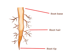 plant root structure from root base