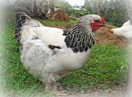 Information And Pictures Of Over 60 Chicken Breeds