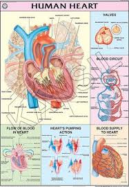 Human Heart For Human Physiology Chart