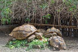 sulcata tortoise care guide everything