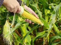 how to grow sweet corn at home