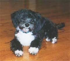shih poo dog breed information and pictures