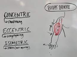 the 3 types of muscle contractions and