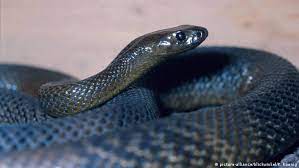 germany escaped cobra captured after 5
