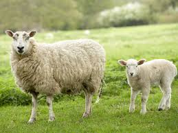 Resultado de imagem para foto de ovelhas