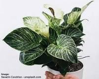 How do you increase the variegation of a philodendron Birkin?