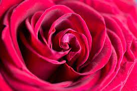 Seeking for free rose flower png images? Wonderful Rose Flower Close Up Free Stock Photo Picjumbo