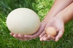 Quelle est la taille d'un œuf d'autruche ?