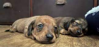miniature dachshund in brisbane region
