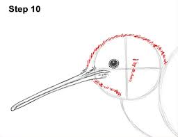 how to draw a kiwi bird