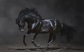 Schwarzes Pferd läuft im Dunkeln ...