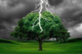 Image result for trees with spiral bark blown off from lightning