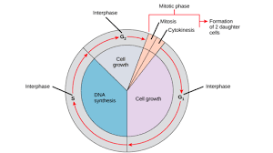 Maybe you would like to learn more about one of these? Phases Of The Cell Cycle Article Khan Academy