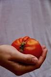 What is considered the best tasting tomato?