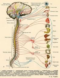 Nervous System Can Pinched Nerves In An Inflexible Spine
