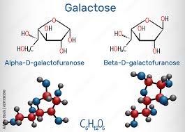 galactose alpha d galactofuranose