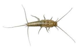silverfish what are they and how to