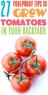 44 Tips For Growing Perfect Tomatoes