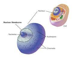 The nucleus is surrounded by a porous membrane known as the nuclear membrane. Nuclear Membrane
