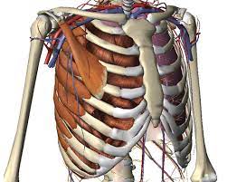 costochondritis chest wall pain rib