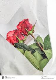 two roses in wrapping a royalty free