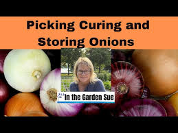 Onions When To Pick Cure And