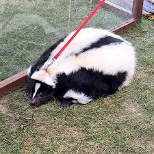 Rumble — skunks actually make good pets! What To Expect When You Own A Pet Skunk The Furry Companion