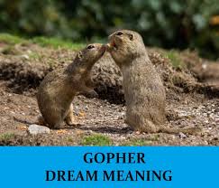 How to identify if you have gophers, moles, or voles digging up your yard.new mouse/rat trap videos every sunday & monday. Gopher Dream Interpretation Best Dream Meaning Analysis Answer