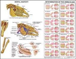 Www Horse Teeth Age Chart Equine Dental Anatomy Aging