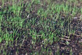benefits of overseeding your lawn