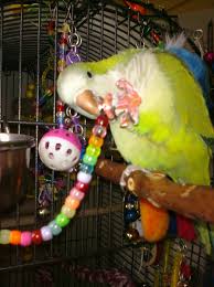 quaker parrot care sheet hubpages
