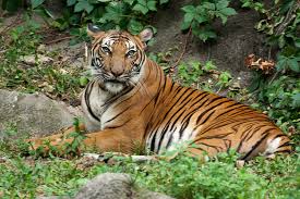 Temukan gambar harimau menakjubkan kualitas hd gratis! Oh No There Are Less Than 350 Harimau Malaya Left In The Wild News Rojak Daily