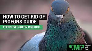 How To Get Rid Of Pigeons Pigeon