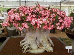 facts about the desert rose