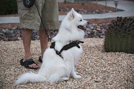 American Eskimo Training Goldenacresdogs Com