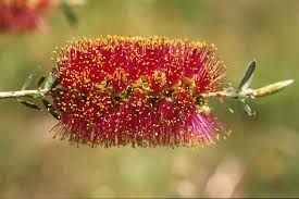 The petals are like stiff paper, and they. 7 Native Plants Perfect For An Aussie Christmas Good Living